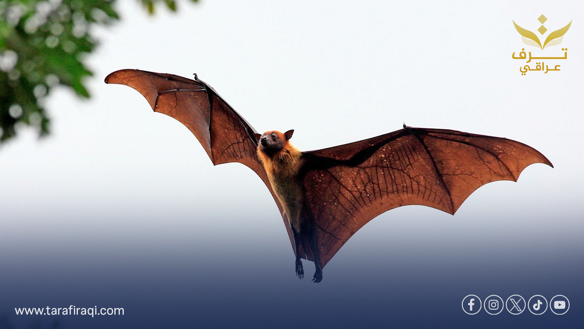 فيروس كورونا جديد عُثر عليه في خفافيش البرازيل يثير القلق من خطر تفشٍ عالمي محتمل فيروس كورونا جديد عُثر عليه في خفافيش البرازيل يثير القلق من خطر تفشٍ عالمي محتمل