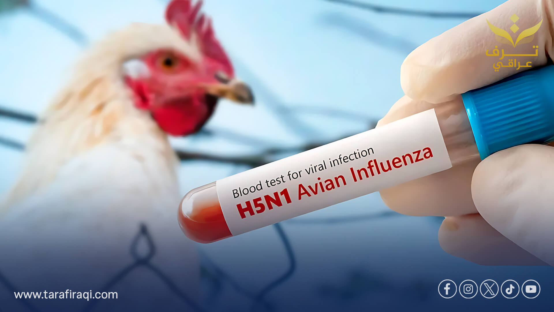لقاح أنفي جديد يُظهر حماية عالية ضد إنفلونزا الطيور H5N1
